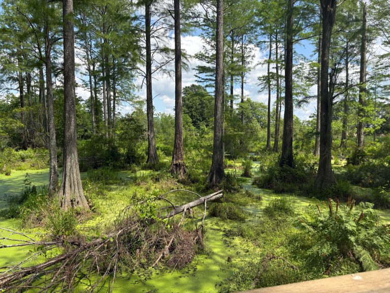 Alligator Alley Review: A Must-Do Gator Farm Day Trip Near Gulf Shores
